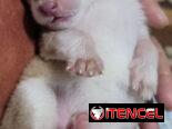 Husky  en venta