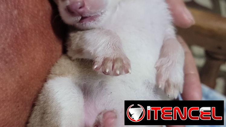 Husky  en venta
