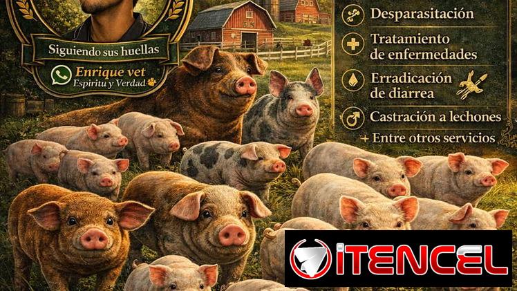 Veterinario especializado en cerdos a Domicilio ‼️
