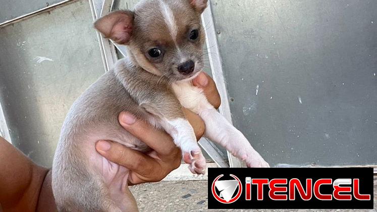 SHIHUAHUAS MINI,machos,en 150 USD o equivalente,TENGO MENSAJERÍA,tienen 65 días y están desparacitados.
