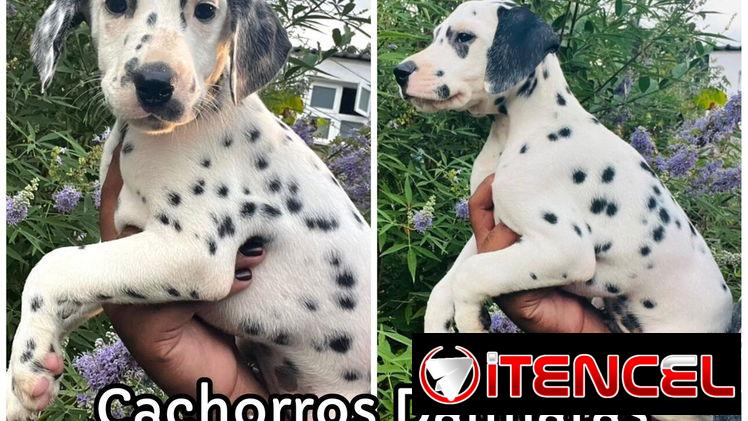Cachorros Dálmatas