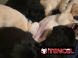 VENDEMOS PERROS PURA RAZAS Y ARTÍCULOS DE MASCOTAS