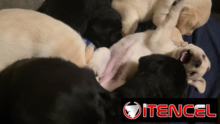 VENDEMOS PERROS PURA RAZAS Y ARTÍCULOS DE MASCOTAS