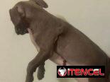 Cachorros de pitbull