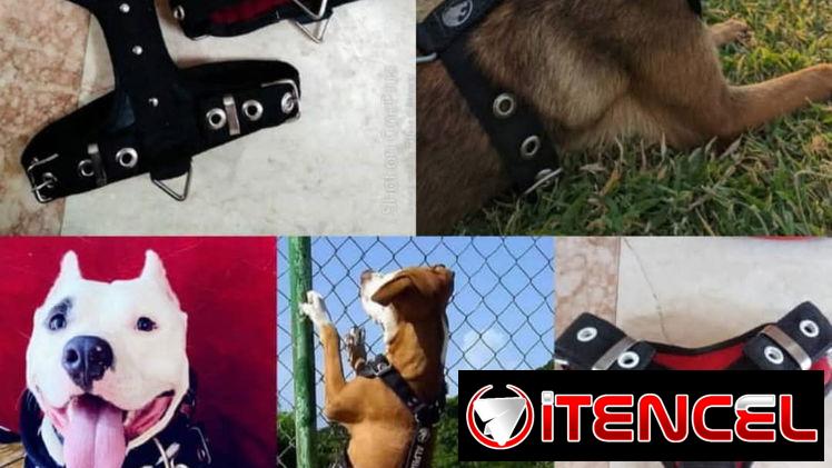 Pechera Tipo Y para Perros Tallas Grandes