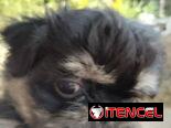 VARIEDAD DE PERROS PURA RAZAS CHIHUAHUAS SALCHICHAS SHITZHU …