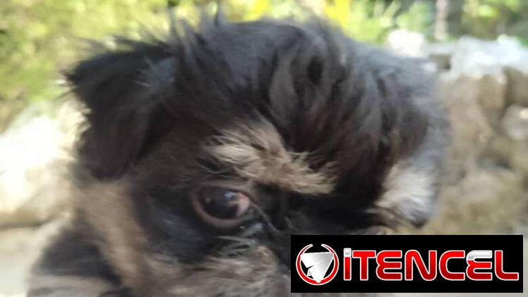 VARIEDAD DE PERROS PURA RAZAS CHIHUAHUAS SALCHICHAS SHITZHU …