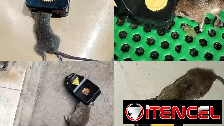RATONERAS. TRAMPA PARA RATAS. REUTILIZABLES.