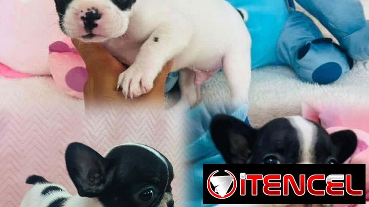🐾Hermosos Bulldogs🐄Francés🇫🇷ambos sexos, excelente genética🧬 🗒️todas sus desparasitaciones al dia💉,histori