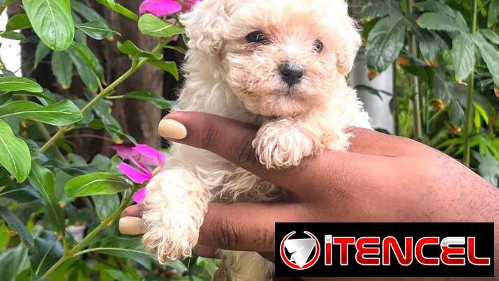 Venta de amor de 4 patas