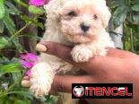 Cachorros en venta