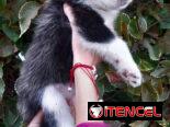 Cachorras Husky siberiano