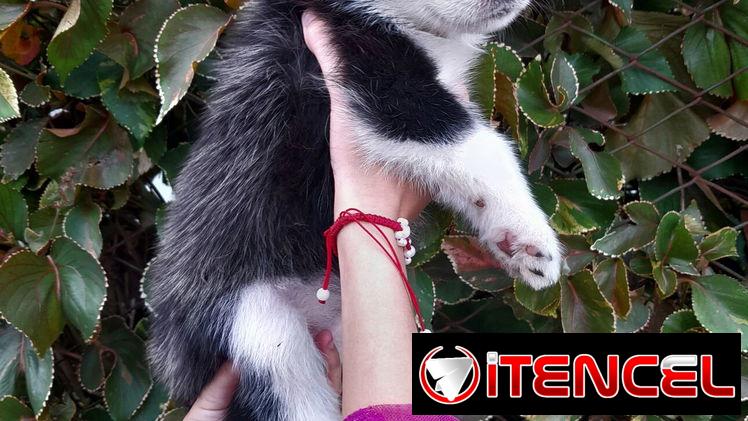 Cachorras Husky siberiano