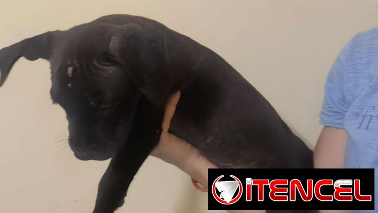 Cachorros de pitbull