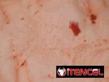 Helado original coppelia