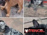 ((( BULLDOG FRANCÉS AMBOS SEXOS VACUNADOS EXCELENTE GENÉTICA WHATSAPP 58746643 )))