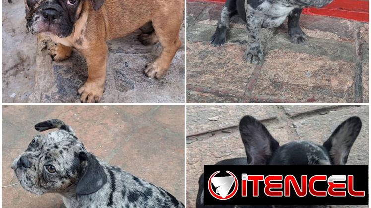 ((( BULLDOG FRANCÉS AMBOS SEXOS VACUNADOS EXCELENTE GENÉTICA WHATSAPP 58746643 )))