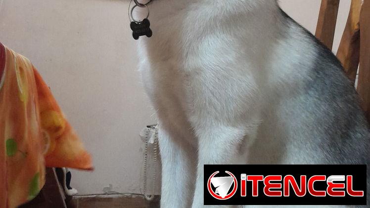 Husky siberiano macho 7 meses en venta toda la información abajo por favor solo verdaderos interesados