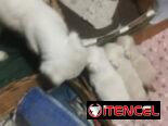 Pekines ambos sexos albinos