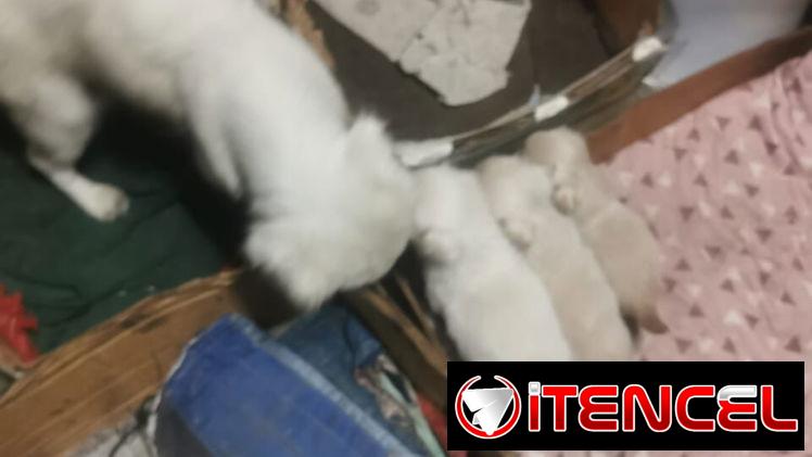 Pekines ambos sexos albinos