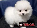 CACHORRO DE RAZA POMERANIA 🐻 🐻🐻