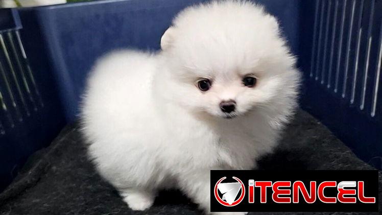 CACHORRO DE RAZA POMERANIA 🐻 🐻🐻