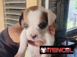 Chihuahuas