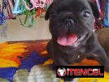 TENEMOS TODO TIPO DE PERROS PURA RAZAS DISPONIBLES