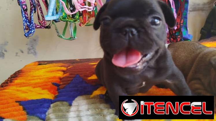 TENEMOS TODO TIPO DE PERROS PURA RAZAS DISPONIBLES