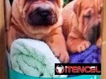 Shampoo Dermisan para perros (para el tratamiento contra los hongos)