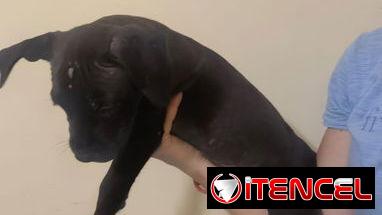 Cachorros de pitbull