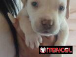 PITBULL,machos,en 150 USD o equivalente(ACEPTO TRANSFERENCIA)TENGO MENSAJERÍA,tienen 45 días y están desparacitados