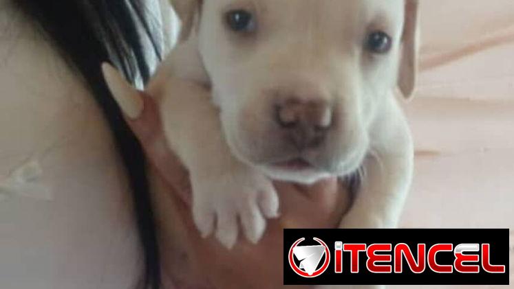 PITBULL,machos,en 150 USD o equivalente(ACEPTO TRANSFERENCIA)TENGO MENSAJERÍA,tienen 45 días y están desparacitados