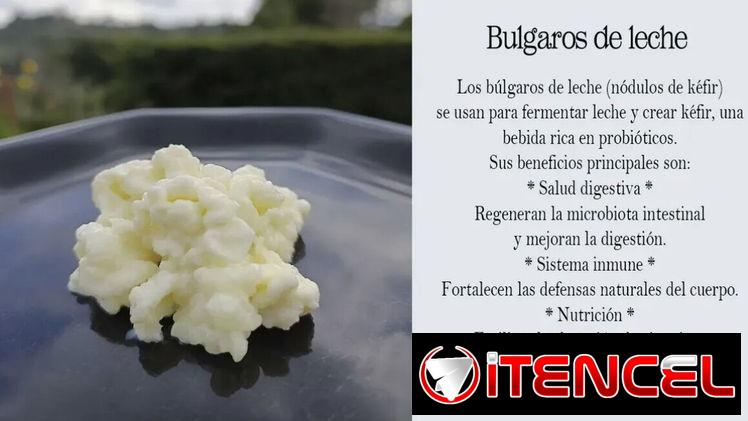 Búlgaros para kefir