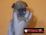 CHIHUAHUA,hembra,en 150 USD o equivalente(ACEPTO TRANSFERENCIA)TENGO MENSAJERÍA,tiene 50 días y está desparacitada.
