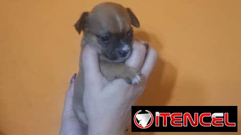 CHIHUAHUA,hembra,en 150 USD o equivalente(ACEPTO TRANSFERENCIA)TENGO MENSAJERÍA,tiene 50 días y está desparacitada.