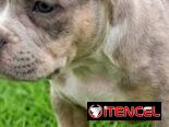 American Bully