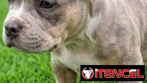 American Bully