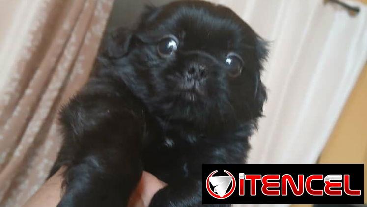 Bellezas de spaniel tibetano hembras y machos