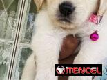 😍 HERMOSOS CACHORROS GOLDEN RETRIEVER 😍