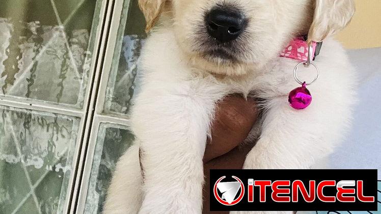 😍 HERMOSOS CACHORROS GOLDEN RETRIEVER 😍