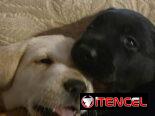 VENDEMOS PERROS PURA RAZAS Y ARTÍCULOS DE MASCOTAS