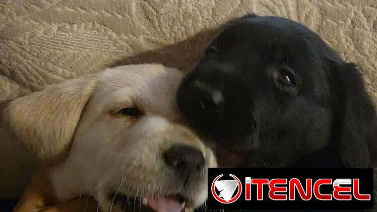 VENDEMOS PERROS PURA RAZAS Y ARTÍCULOS DE MASCOTAS