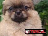 Bellezas de spaniel tibetano hembras y machos