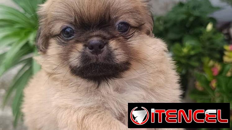 Bellezas de spaniel tibetano hembras y machos