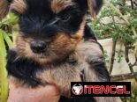 ((( EJEMPLARES DE YORKSHIRE TERRIER MACHOS ORIGEN GARANTIZADO )))