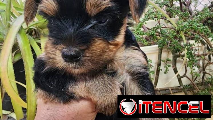 YORKY,machos,en 250 USD o equivalente(ACEPTO TRANSFERENCIA)TENGO MENSAJERÍA,tienen 55 días y están desparacitados.