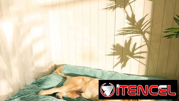 Camas Extra grande para Perros 🐕 🔴