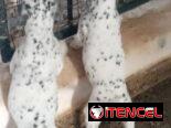 Perros de puras razas