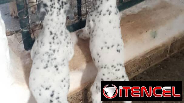 Perros de puras razas